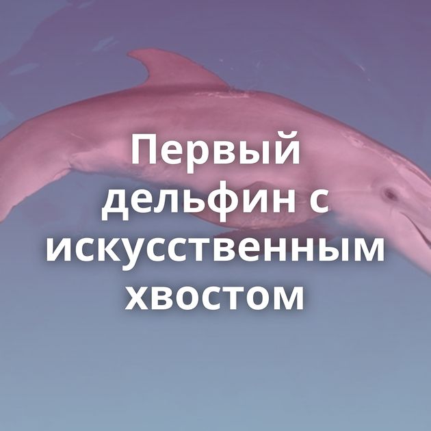 Первый дельфин с искусственным хвостом