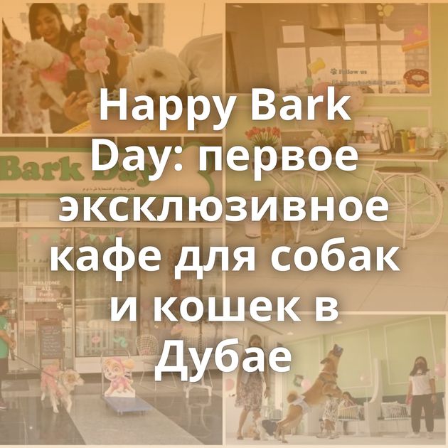 Happy Bark Day: первое эксклюзивное кафе для собак и кошек в Дубае