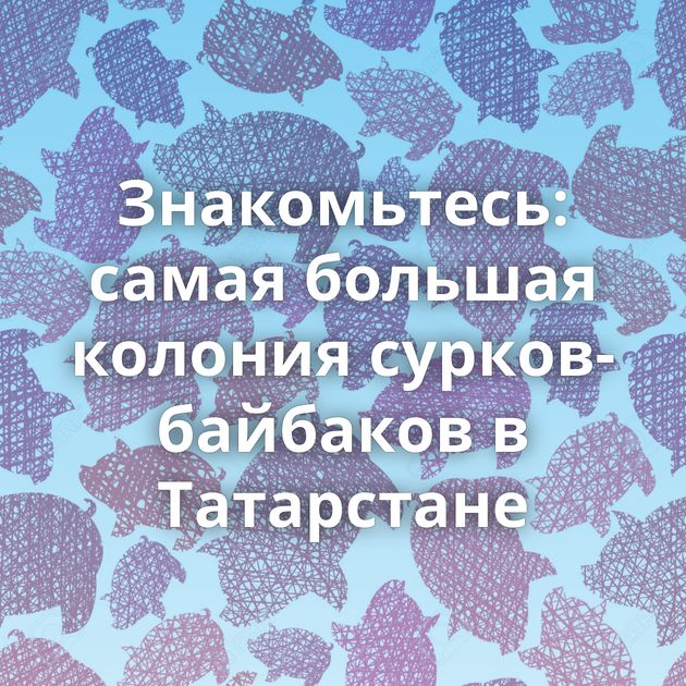 Знакомьтесь: самая большая колония сурков-байбаков в Татарстане