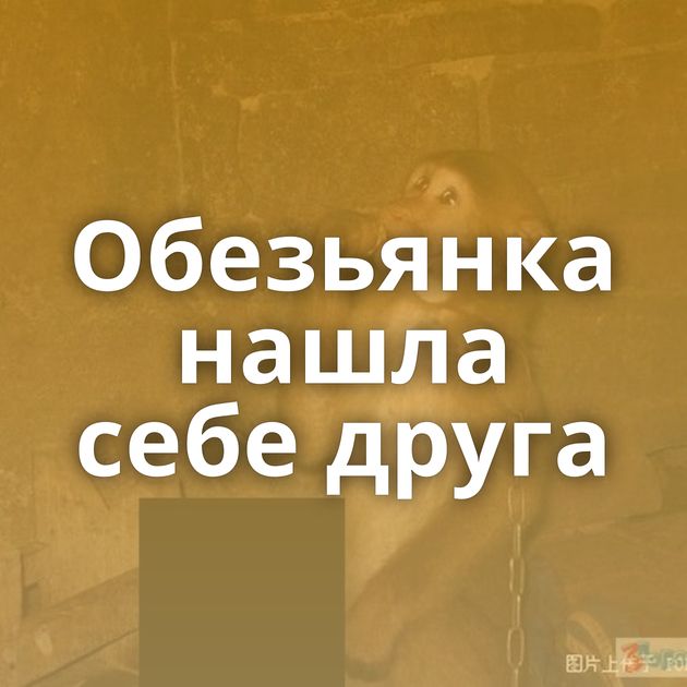 Обезьянка нашла себе друга