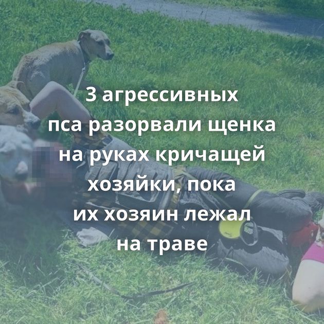 3 агрессивных пса разорвали щенка на руках кричащей хозяйки, пока их хозяин лежал на траве