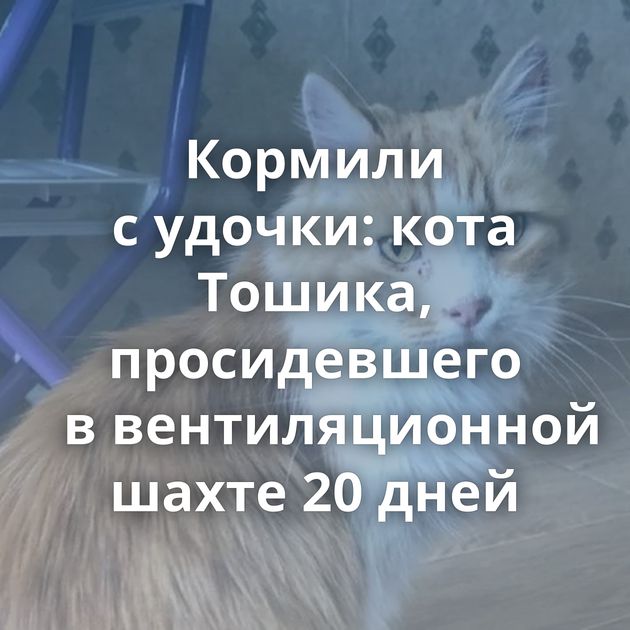 Кормили с удочки: кота Тошика, просидевшего в вентиляционной шахте 20 дней
