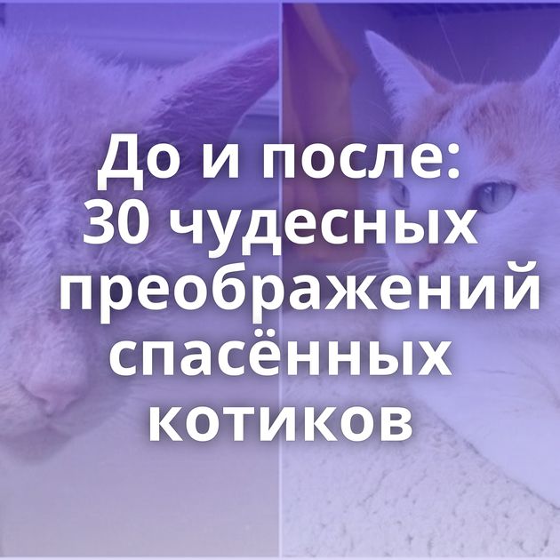 До и после: 30 чудесных преображений спасённых котиков