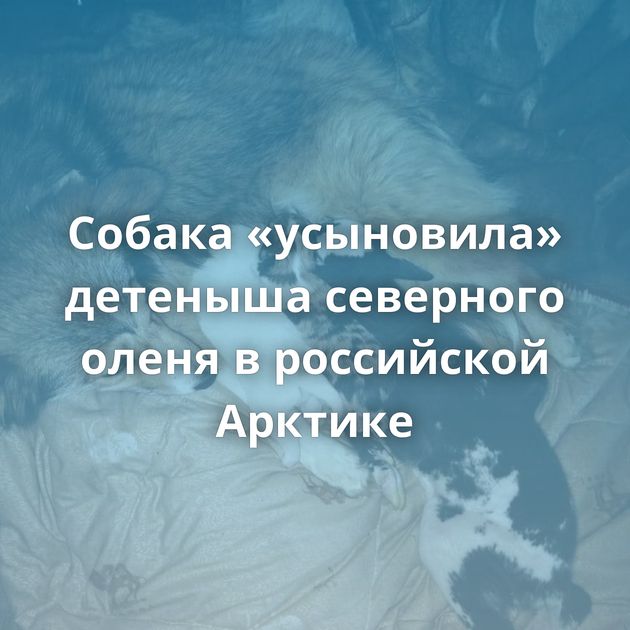 Собака «усыновила» детеныша северного оленя в российской Арктике
