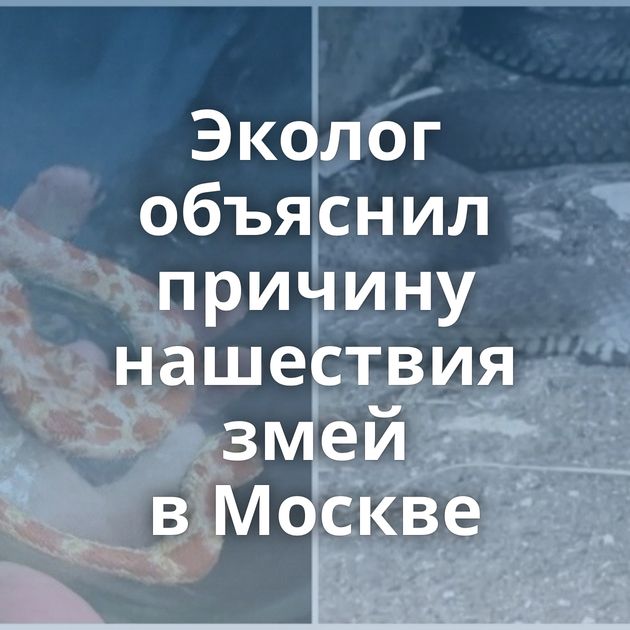 Эколог объяснил причину нашествия змей в Москве