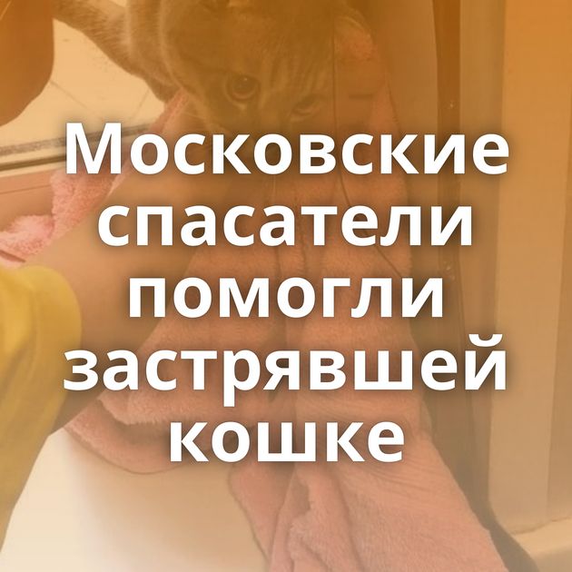Московские спасатели помогли застрявшей кошке