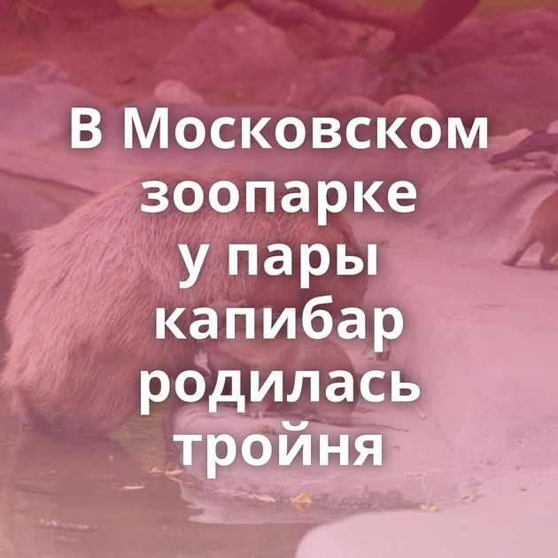 В Московском зоопарке у пары капибар родилась тройня