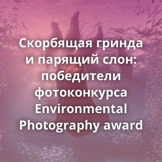 Скорбящая гринда и парящий слон: победители фотоконкурса Environmental Photography award