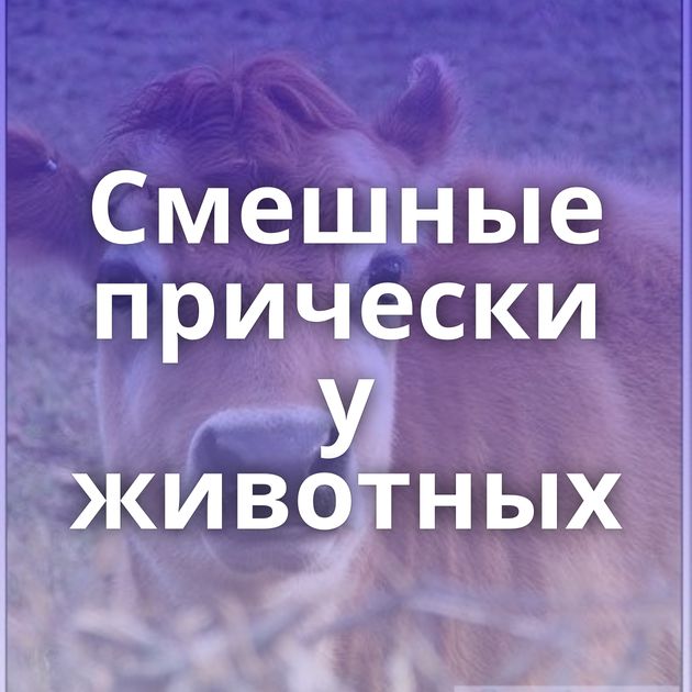 Смешные прически у животных