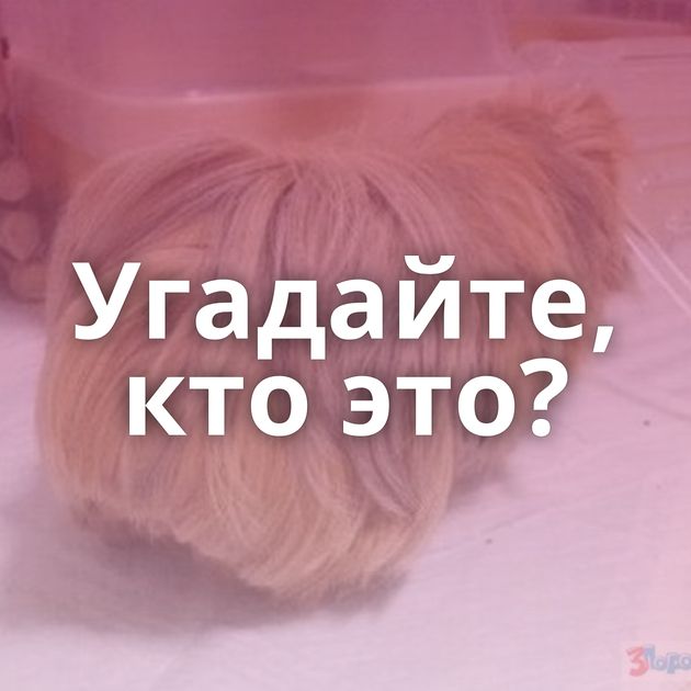 Угадайте, кто это?