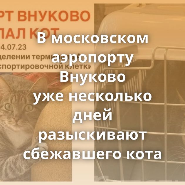В московском аэропорту Внуково уже несколько дней разыскивают сбежавшего кота