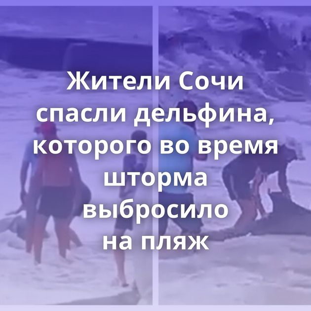 Жители Сочи спасли дельфина, которого во время шторма выбросило на пляж