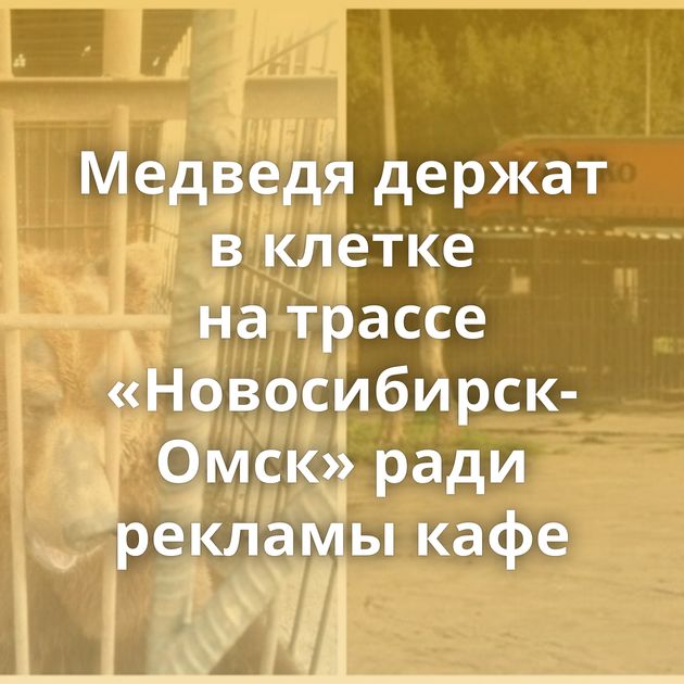 Медведя держат в клетке на трассе «Новосибирск-Омск» ради рекламы кафе