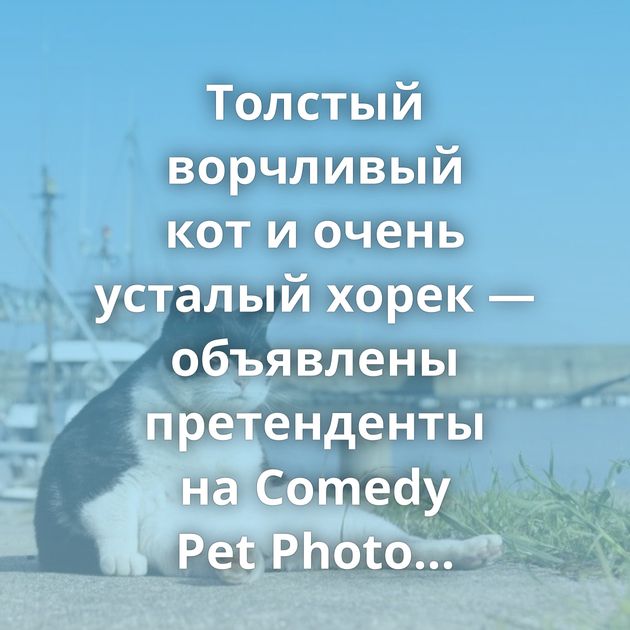 Толстый ворчливый кот и очень усталый хорек — объявлены претенденты на Comedy Pet Photo Awards