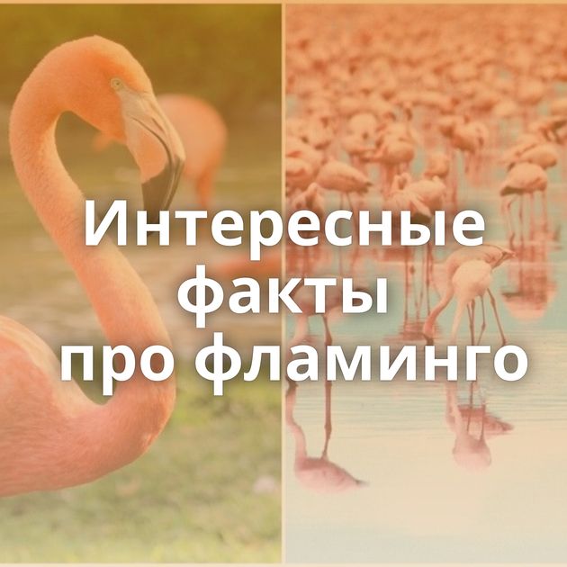 Интересные факты про фламинго