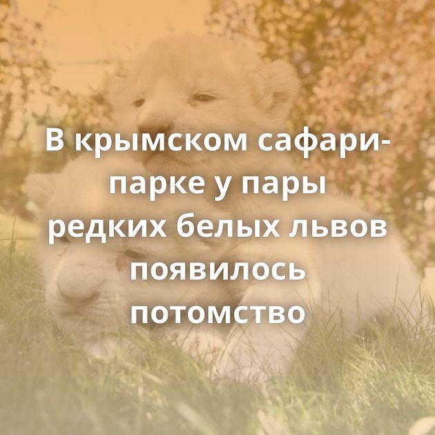 В крымском сафари-парке у пары редких белых львов появилось потомство