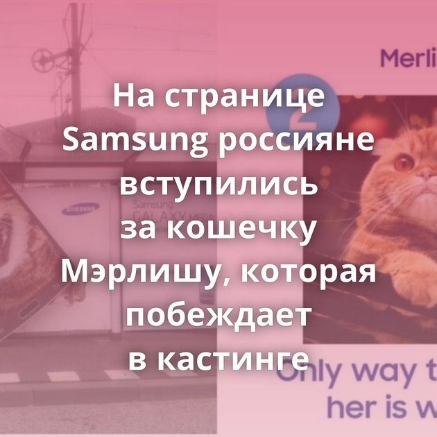 На странице Samsung россияне вступились за кошечку Мэрлишу, которая побеждает в кастинге
