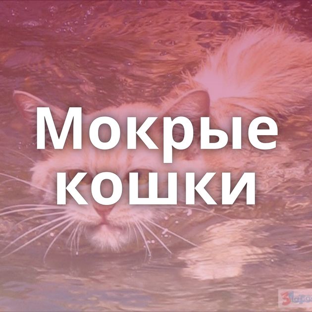 Мокрые кошки