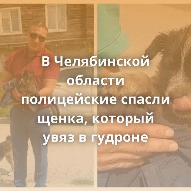 В Челябинской области полицейские спасли щенка, который увяз в гудроне