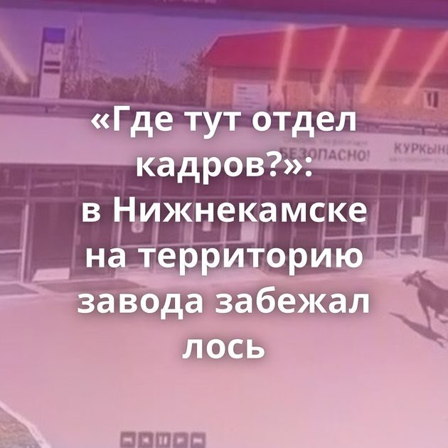«Где тут отдел кадров?»: в Нижнекамске на территорию завода забежал лось