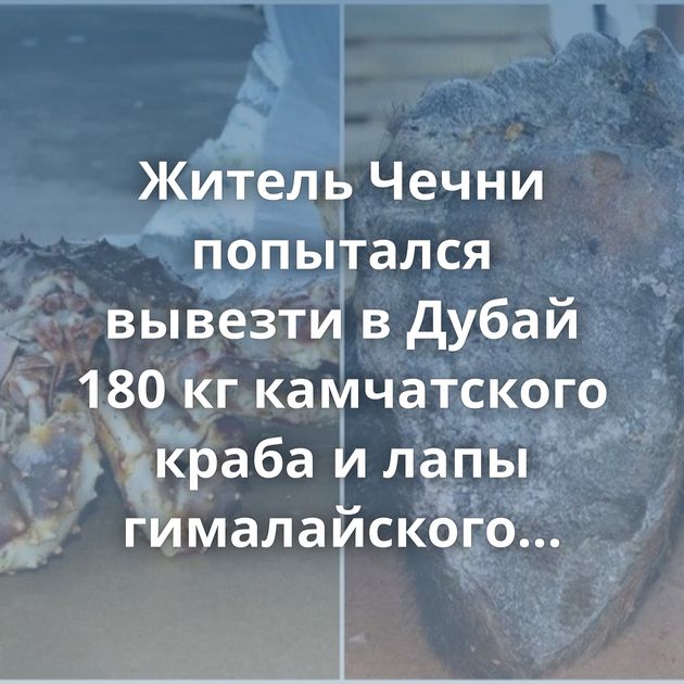Житель Чечни попытался вывезти в Дубай 180 кг камчатского краба и лапы гималайского медведя