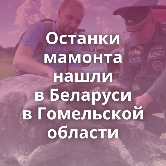 Останки мамонта нашли в Беларуси в Гомельской области