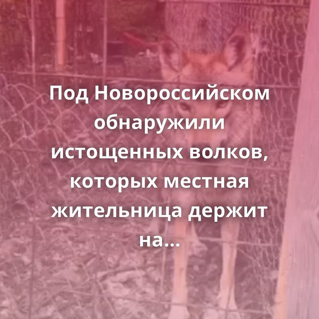 Под Новороссийском обнаружили истощенных волков, которых местная жительница держит на своем участке