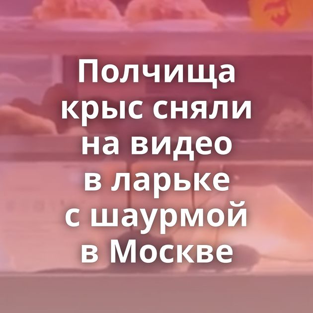 Полчища крыс сняли на видео в ларьке с шаурмой в Москве