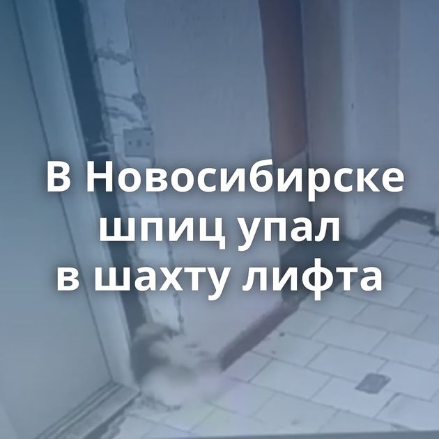 В Новосибирске шпиц упал в шахту лифта