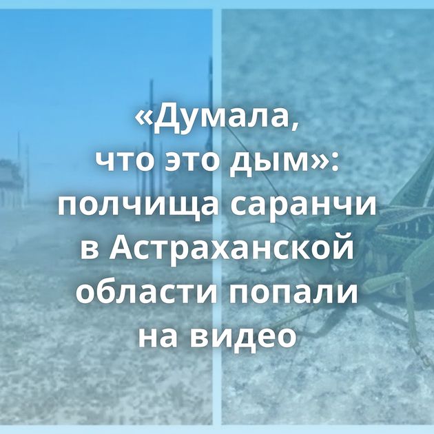 «Думала, что это дым»: полчища саранчи в Астраханской области попали на видео
