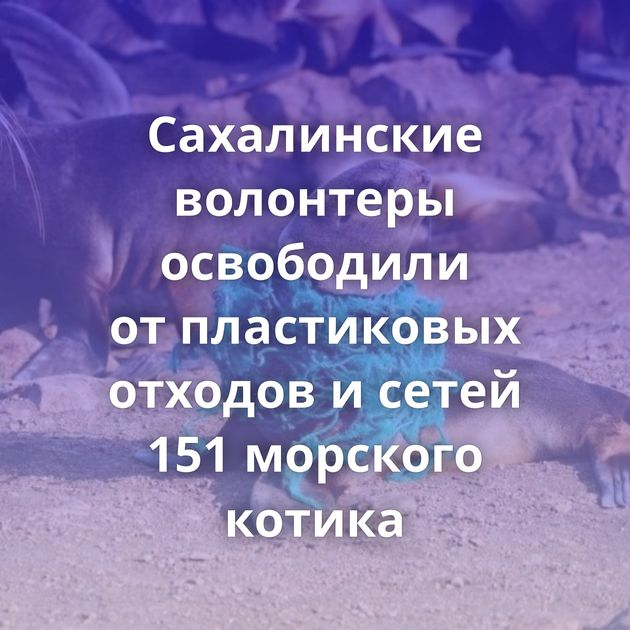 Сахалинские волонтеры освободили от пластиковых отходов и сетей 151 морского котика