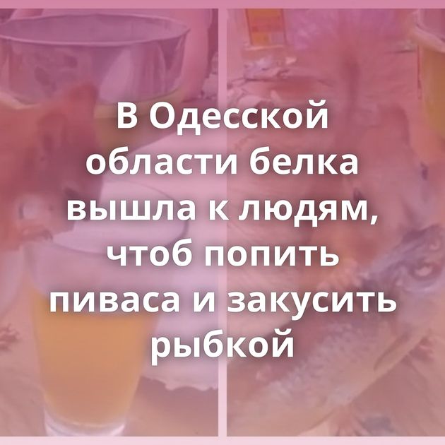 В Одесской области белка вышла к людям, чтоб попить пиваса и закусить рыбкой
