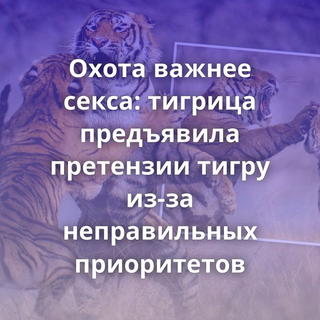 Охота важнее секса: тигрица предъявила претензии тигру из-за неправильных приоритетов