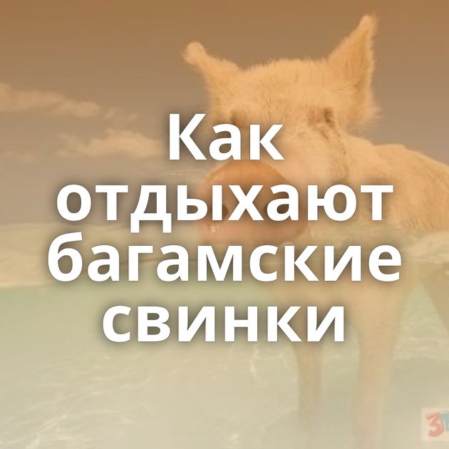 Как отдыхают багамские свинки