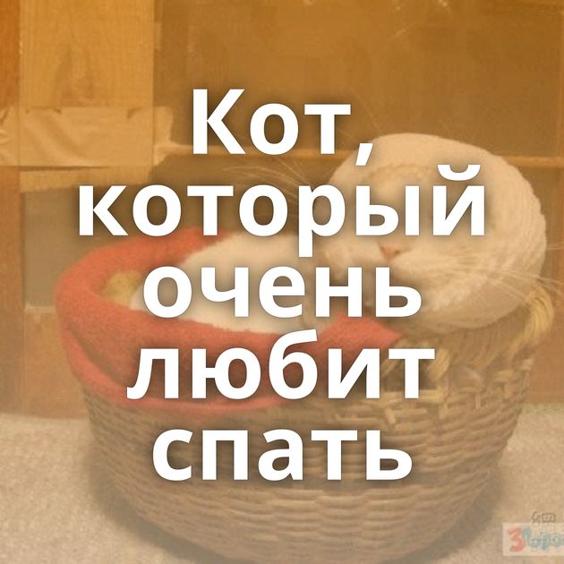 Кот, который очень любит спать