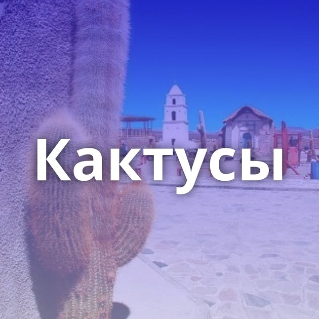 Кактусы