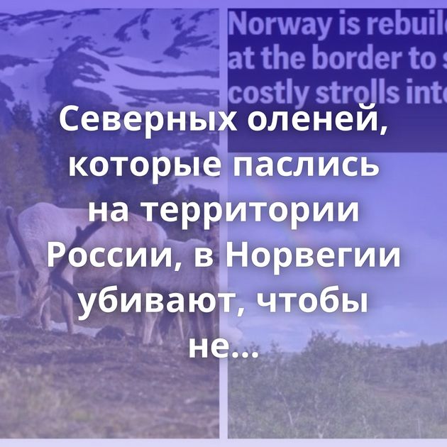 Северных оленей, которые паслись на территории России, в Норвегии убивают, чтобы не платить компенсации