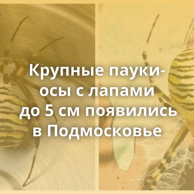 Крупные пауки-осы с лапами до 5 см появились в Подмосковье
