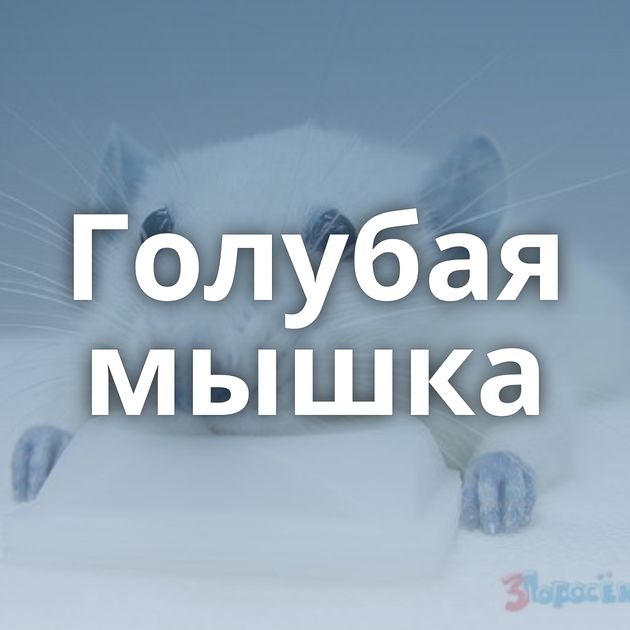 Голубая мышка