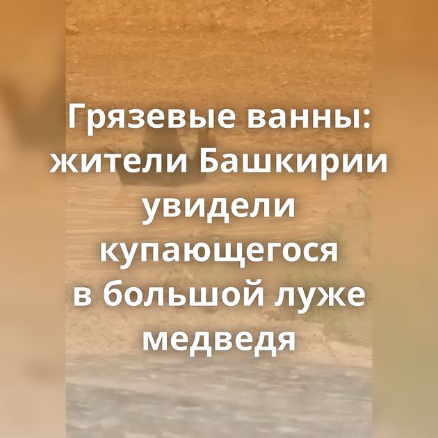 Грязевые ванны: жители Башкирии увидели купающегося в большой луже медведя