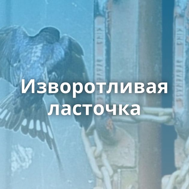 Изворотливая ласточка