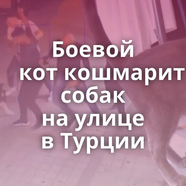 Боевой кот кошмарит собак на улице в Турции