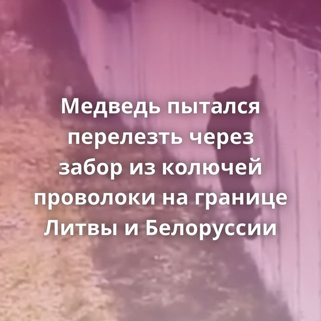 Медведь пытался перелезть через забор из колючей проволоки на границе Литвы и Белоруссии