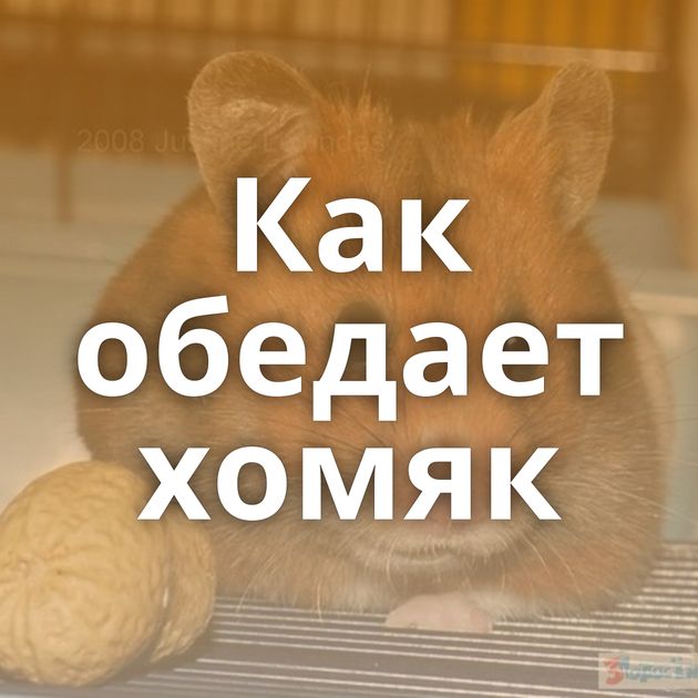 Как обедает хомяк