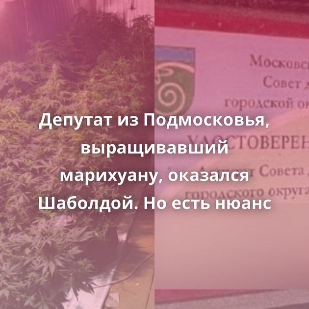 Депутат из Подмосковья, выращивавший марихуану, оказался Шаболдой. Но есть нюанс
