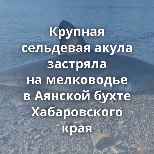 Крупная сельдевая акула застряла на мелководье в Аянской бухте Хабаровского края