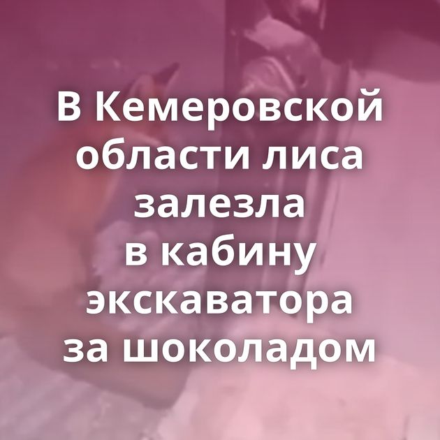 В Кемеровской области лиса залезла в кабину экскаватора за шоколадом