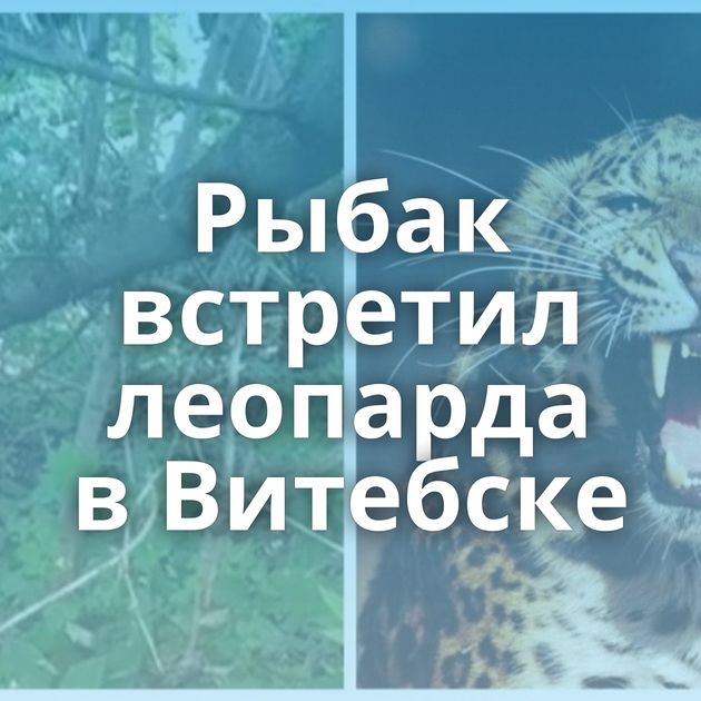 Рыбак встретил леопарда в Витебске