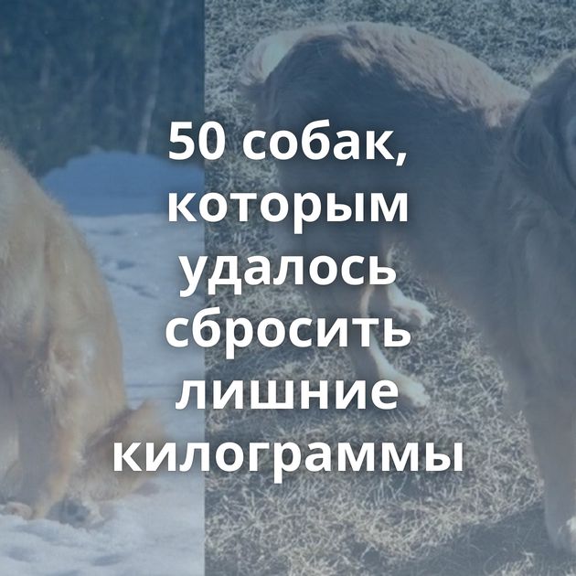 50 собак, которым удалось сбросить лишние килограммы