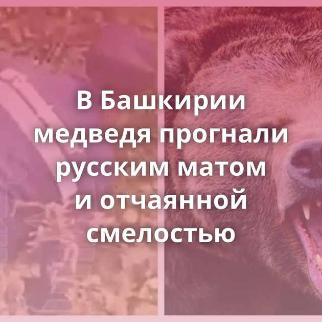 В Башкирии медведя прогнали русским матом и отчаянной смелостью
